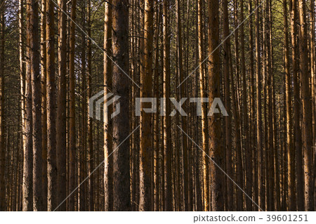 background - a forest of pines 39601251