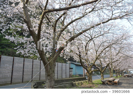 Row of cherry blossom trees at Kanada fishing port Row of cherry blossom trees at Kanada fishing port 39601666
