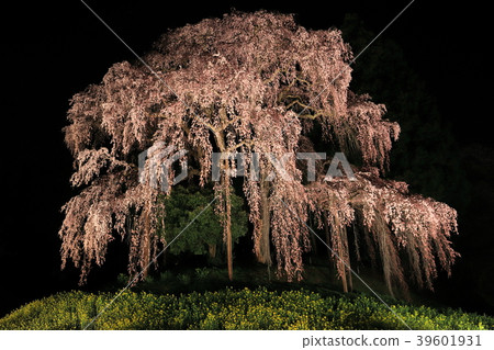 夜戰場的櫻花 夜戰場的櫻花 39601931