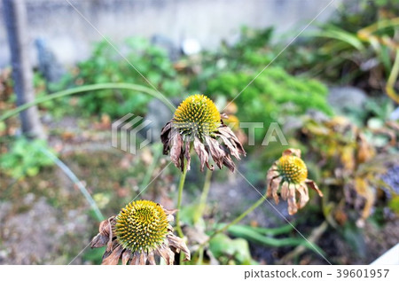死的植物,花 死的植物,花 39601957