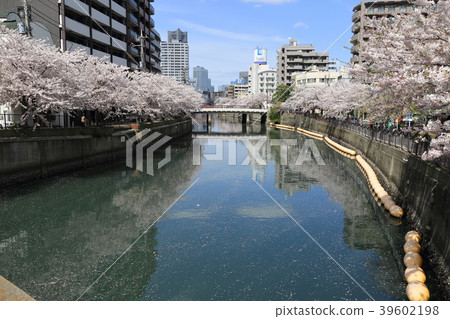 大岡河長廊的櫻花（神奈川縣橫濱市） 39602198