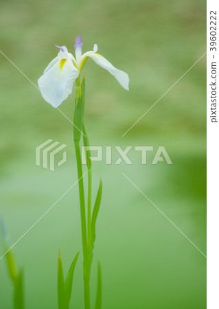 花鏟 39602222