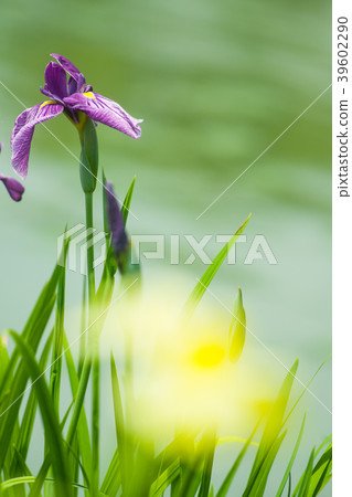 Flower shovel 39602290