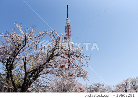 湘南平(高靈公園) 湘南平(高靈公園) 39602291