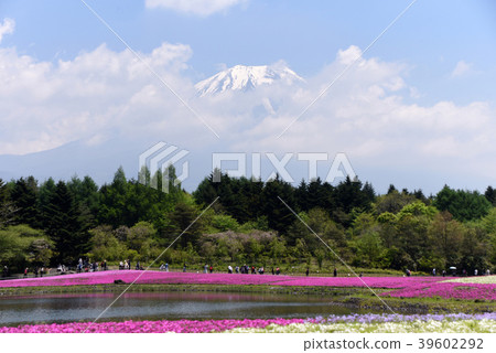 Moss phlox Moss phlox 39602292