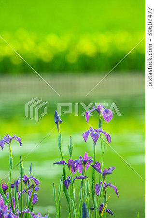 Flower shovel 39602477