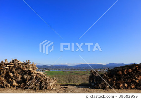 在九州北部大雨（2018年3月拍攝）堤防漂流木和油菜花後，朝倉市_築後川_災難已經過去了8個月 39602959