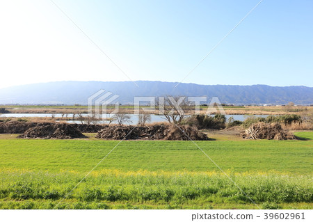 Eight months have passed since the Asakura city _ Chikugo River _ disaster after heavy rain in northern Kyushu (photographed in March 2018) embankment driftwood and rape blossoms Eight months have passed since the Asakura city _ Chikugo River _ disaster after heavy rain in northern Kyushu (photographed in March 2018) embankment driftwood and rape blossoms 39602961