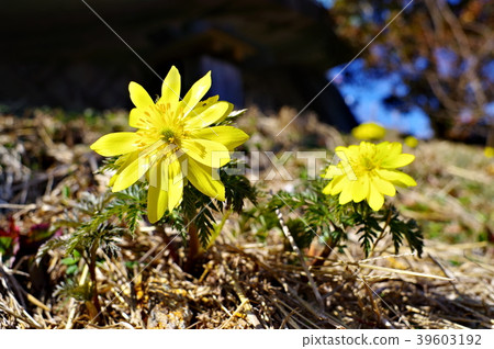 阿多尼斯 39603192