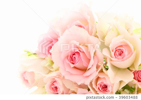 Rose background Rose background 39603488