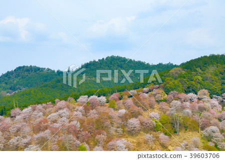 Yoshinoyama: Nakasenbonzakura (Nara Prefecture) 39603706