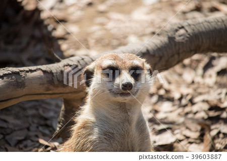 Children of Meerkat 39603887