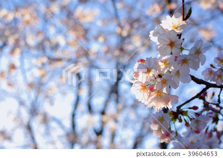 Cherry blossom in the sunrise Cherry blossom in the sunrise 39604653
