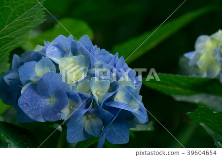 Hydrangea after the rain Hydrangea after the rain 39604654