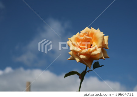 Roses and skies Roses and skies 39604731
