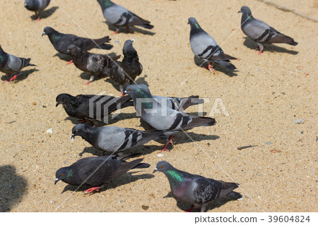 Pigeons eat bread on the floor Pigeons eat bread on the floor 39604824