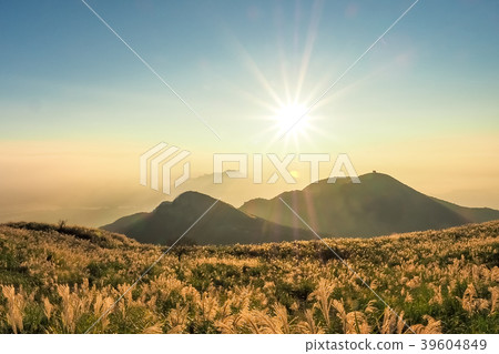 Silver grasses on Datun Mountain with sunset in Y Silver grasses on Datun Mountain with sunset in Y 39604849