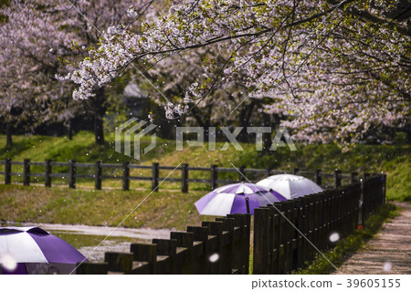 Tachioka自然公園櫻花公園 Tachioka自然公園櫻花公園 39605155