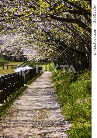 Tachioka自然公園櫻花公園 39605156