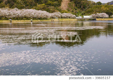 Tachioka自然公園櫻花公園 Tachioka自然公園櫻花公園 39605157