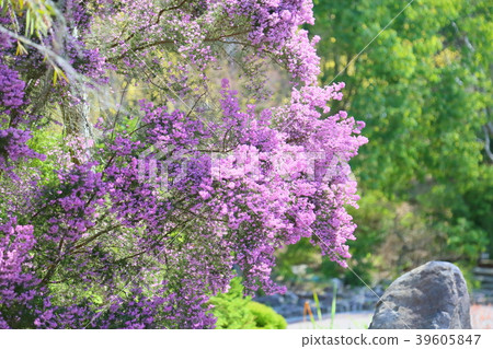 埃里卡的花 39605847