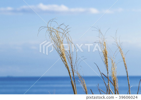 海和蘇木 39606024