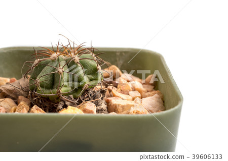 Close up of small cactus in a flowerpot  39606133