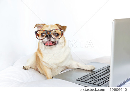 Dog work with laptop. Dog work with laptop. 39606640
