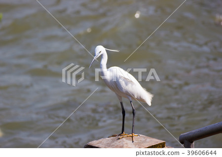 Eastern Great Egret walking in water  39606644
