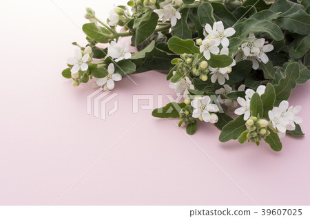 White Star 39607025
