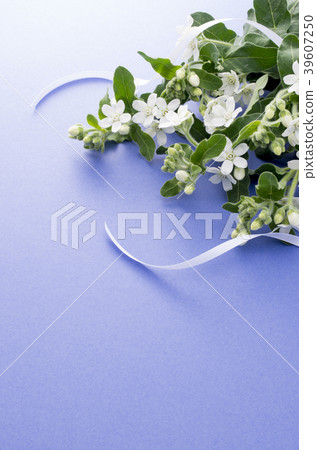 White Star 39607250