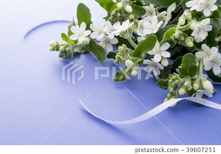 White Star 39607251