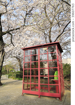 Ushiku chateau cherry and telephone box of spring 39607763