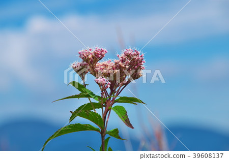 Kuramayama Kogen Fuji Bakama 39608137