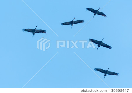 Migrating Common Cranes Migrating Common Cranes 39608447