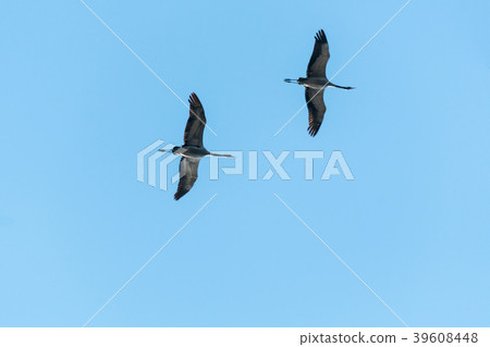 Flying Crane Couple 39608448