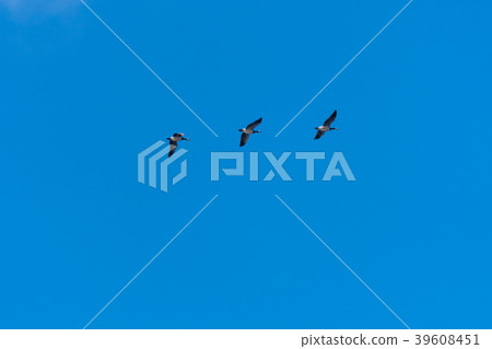 Migrating waterfowls by a clear blue sky 39608451