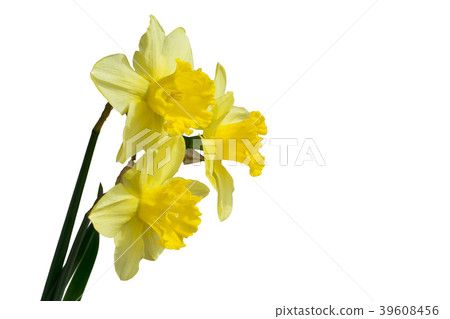 Daffodil flower or narcissus bouquet isolated on Daffodil flower or narcissus bouquet isolated on 39608456