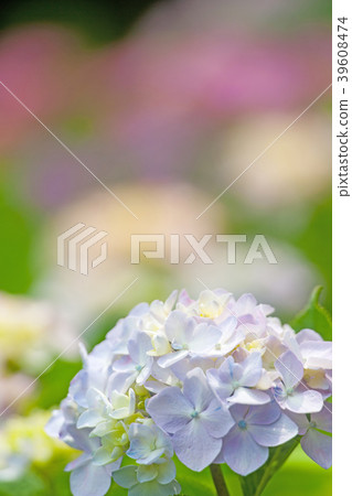 繡球 繡球 39608474