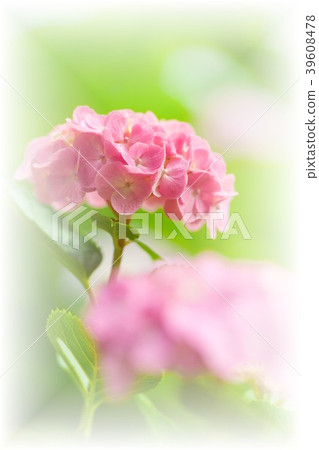 繡球 繡球 39608478