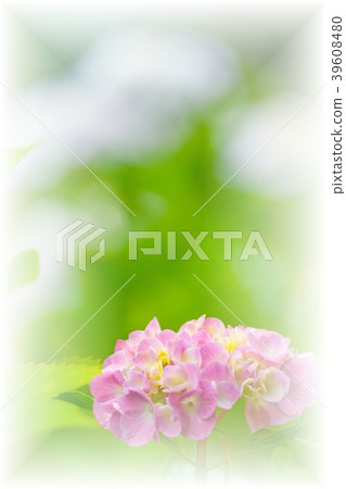 繡球 繡球 39608480