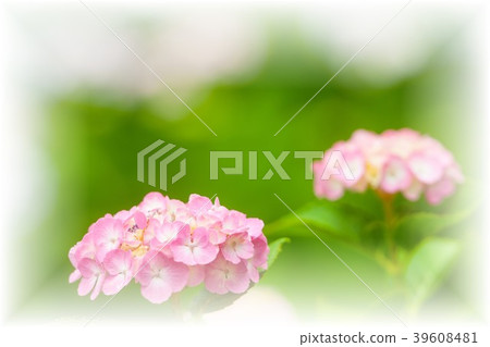 繡球 繡球 39608481