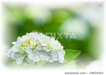 hydrangea hydrangea 39608483