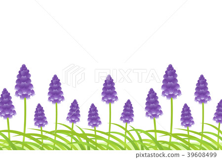 Muscari 39608499
