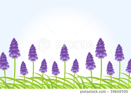 Muscari Muscari 39608500