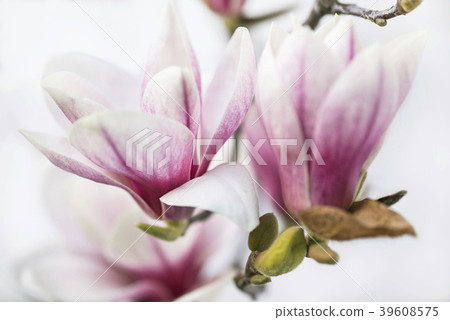 Magnolia flowers 39608575