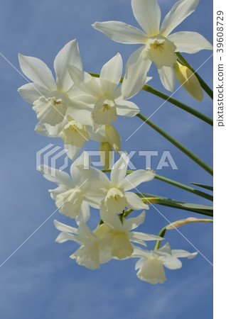 水仙水仙和藍天 39608729