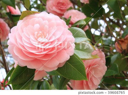 粉色山茶花（少女山茶花） 39608765