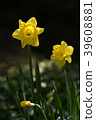 黃色水仙 39608881
