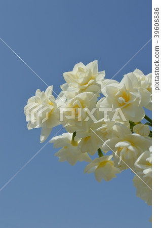 Fusosaki narcissus and blue sky 39608886
